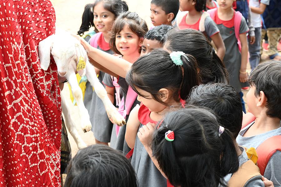 Observation of Animal Life